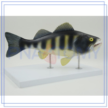 PNT-0829 Professional Fisch Anatomie Modell angepasst